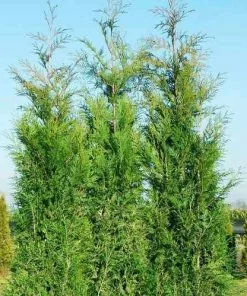 Future Forests Thuja Plicata Martin - Western Red Cedar 10 Future Forests Thuja Plicata Martin - Western Red Cedar