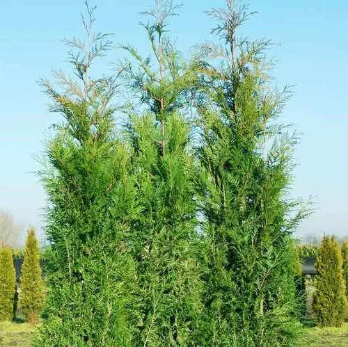Future Forests Thuja Plicata Martin - Western Red Cedar 6 Future Forests Thuja Plicata Martin - Western Red Cedar