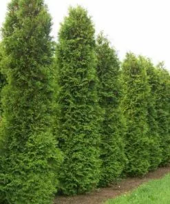 Future Forests Thuja Plicata Martin - Western Red Cedar 11 Future Forests Thuja Plicata Martin - Western Red Cedar