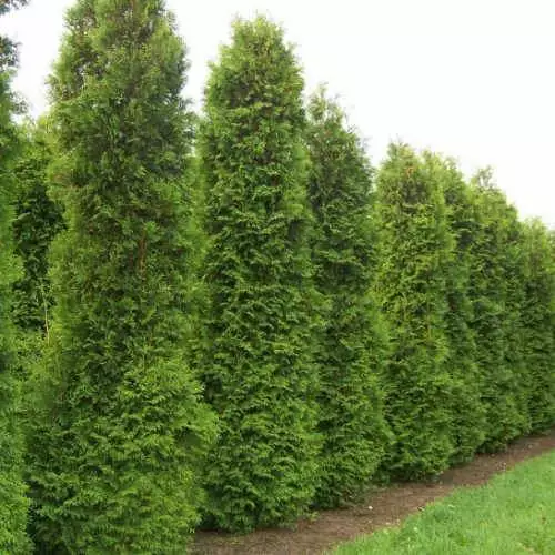 Future Forests Thuja Plicata Martin - Western Red Cedar 7 Future Forests Thuja Plicata Martin - Western Red Cedar