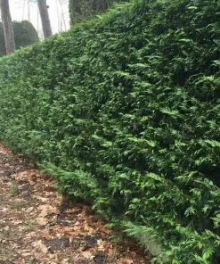 Future Forests Thuja Plicata Atrovirens - Western Red Cedar