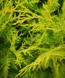 Future Forests Thuja Occidentalis Sunkist Hedging