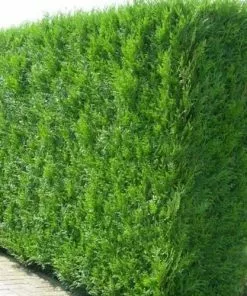 Future Forests Thuja Plicata Martin - Western Red Cedar