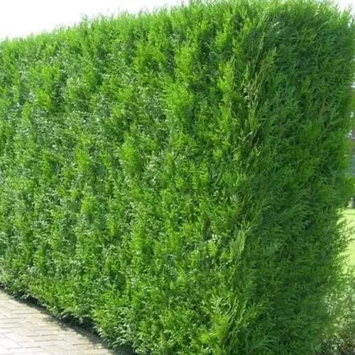 Future Forests Thuja Plicata Martin - Western Red Cedar 3 Future Forests Thuja Plicata Martin - Western Red Cedar