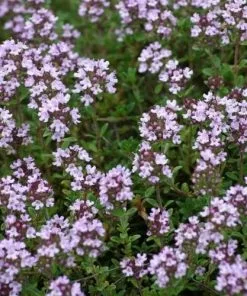 Future Forests Thyme, Common | Thymus Vulgaris Herbs