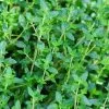 Future Forests Thyme, Common | Thymus Vulgaris Herbs