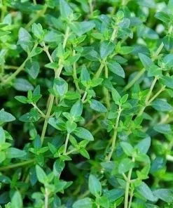 Future Forests Thyme, Common | Thymus Vulgaris Herbs
