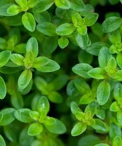 Future Forests Thyme, Lemon | Thymus X Citriodorus