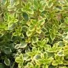 Future Forests Thyme, Lemon Variegated | Thymus X Cit. Variegatus Herbs