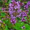 Future Forests Thyme, Wild | Thymus Serpyllum Herbs