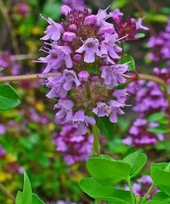Future Forests Thyme, Wild | Thymus Serpyllum Herbs