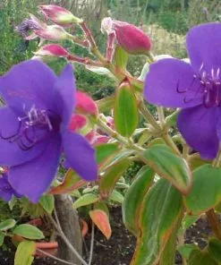 Future Forests Tibouchina Urvilleana Shrubs