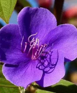 Future Forests Tibouchina Urvilleana Shrubs