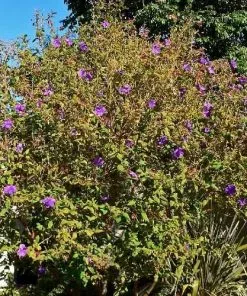 Future Forests Tibouchina Urvilleana Shrubs