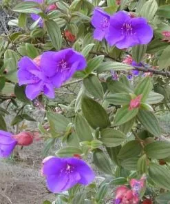 Future Forests Tibouchina Urvilleana Shrubs