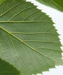 Future Forests Trees Tilia Americana American Sentry