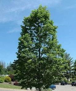 Future Forests Trees Tilia Americana American Sentry