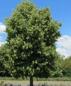 Future Forests Trees Tilia Cordata - Small Leaved Lime