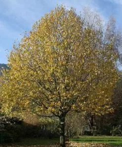Future Forests Trees Tilia Cordata - Small Leaved Lime