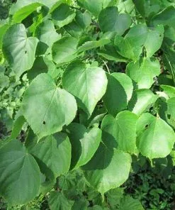 Future Forests Trees Tilia Cordata - Small Leaved Lime
