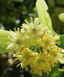 Future Forests Trees Tilia Cordata - Small Leaved Lime