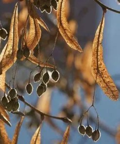 Future Forests Trees Tilia Cordata - Small Leaved Lime