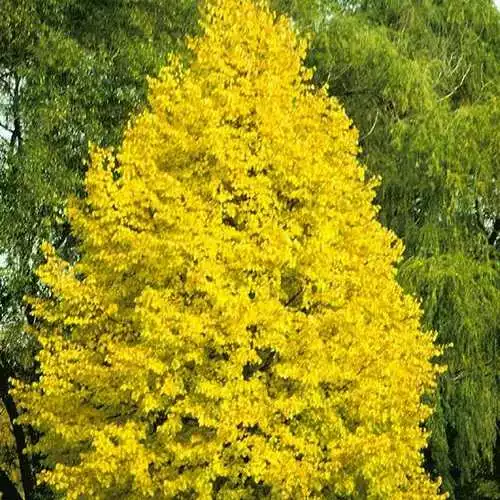 Future Forests Trees Tilia Cordata Greenspire 4 Future Forests Trees Tilia Cordata Greenspire