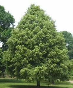 Future Forests Trees Tilia Cordata Greenspire 9 Future Forests Trees Tilia Cordata Greenspire
