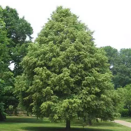Future Forests Trees Tilia Cordata Greenspire 5 Future Forests Trees Tilia Cordata Greenspire