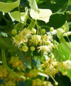 Future Forests Trees Tilia Cordata Greenspire