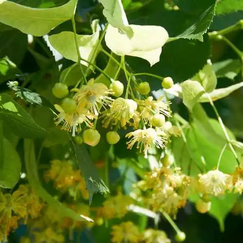 Future Forests Trees Tilia Cordata Greenspire 3 Future Forests Trees Tilia Cordata Greenspire