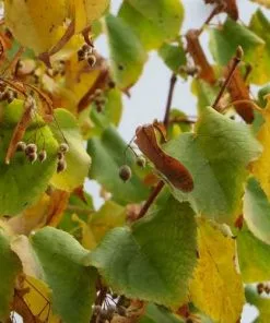 Future Forests Trees Tilia Cordata Greenspire 11 Future Forests Trees Tilia Cordata Greenspire