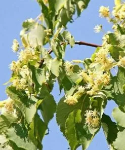 Future Forests Trees Tilia Cordata Greenspire 10 Future Forests Trees Tilia Cordata Greenspire