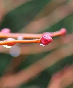 Future Forests Tilia Cordata Winter Orange Trees