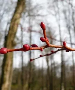 Future Forests Tilia Cordata Winter Orange Trees