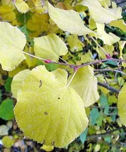 Future Forests Tilia Cordata Winter Orange Trees