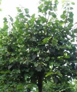 Future Forests Tilia Cordata Winter Orange Trees