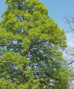 Future Forests Tilia Mongolica
