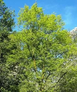 Future Forests Tilia Mongolica