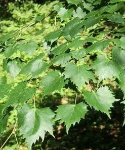 Future Forests Tilia Mongolica