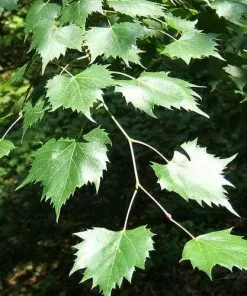 Future Forests Tilia Mongolica