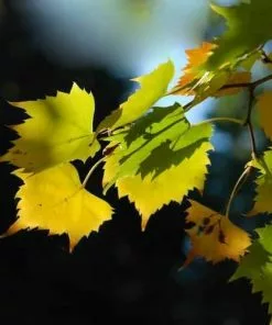 Future Forests Tilia Mongolica