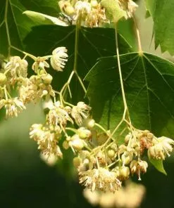 Future Forests Tilia Mongolica