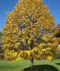 Future Forests Tilia Petiolaris - Weeping Lime