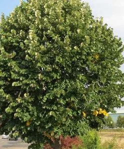 Future Forests Tilia Petiolaris - Weeping Lime