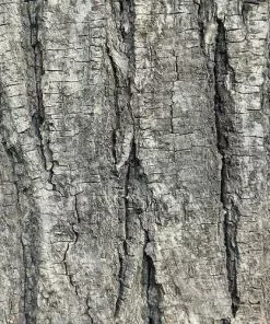 Future Forests Tilia Petiolaris - Weeping Lime