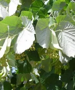 Future Forests Tilia Petiolaris - Weeping Lime