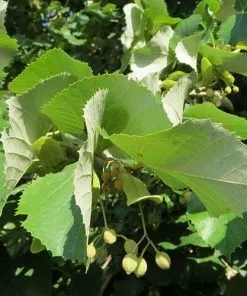 Future Forests Tilia Petiolaris - Weeping Lime