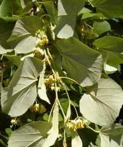 Future Forests Tilia Petiolaris - Weeping Lime