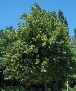 Future Forests Trees Tilia Platyphyllos - Large Leaved Lime